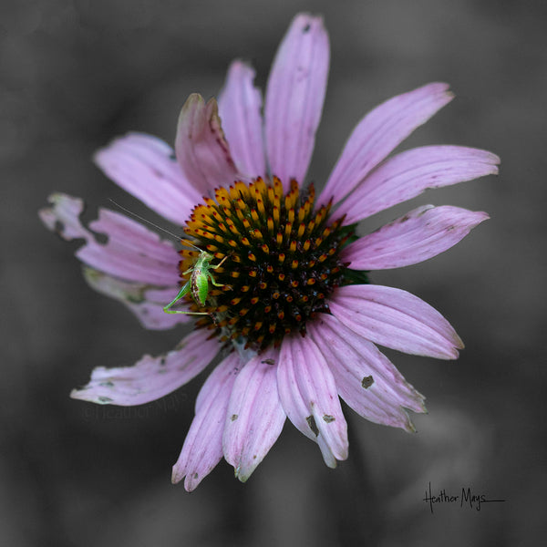 The Beauty of Imperfection