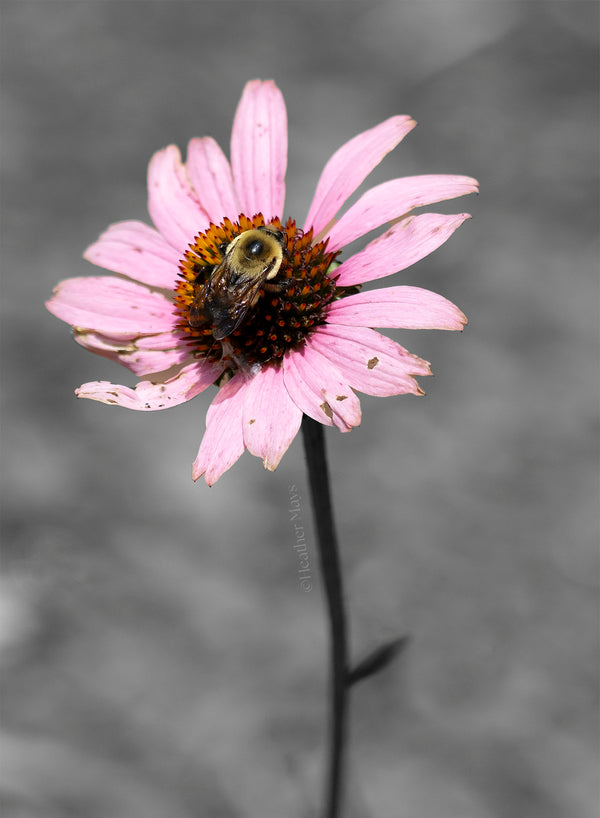 In the Pink
